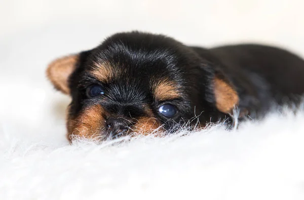 ふわふわのマットに寝そべってる可愛い子犬ヨークシャー テリア — ストック写真