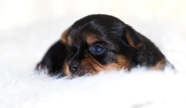 Beyaz Kabarık Battaniyeli Yavru Köpek Yorkshire Teriyeri — Stok fotoğraf