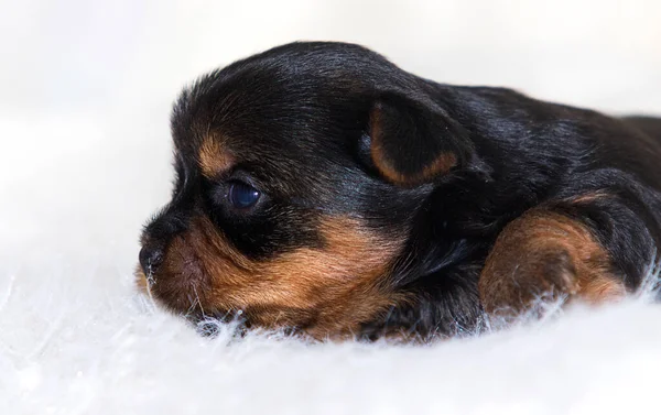 Kleiner Welpe Auf Einer Weißen Flauschigen Decke Yorkshire Terrier — Stockfoto