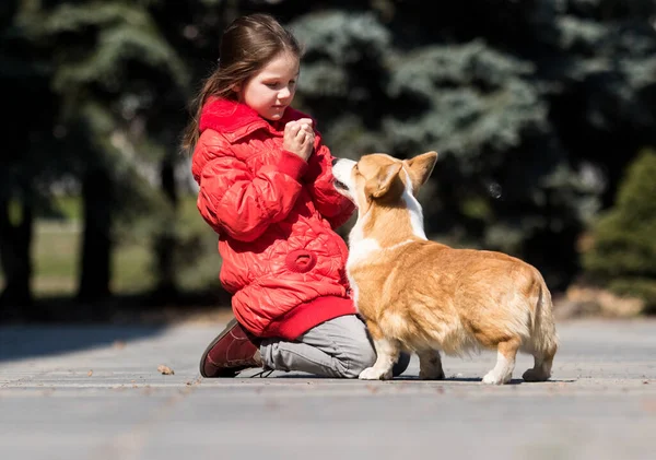 Kleines Mädchen Rot Und Corgi Hund Freien — Stockfoto