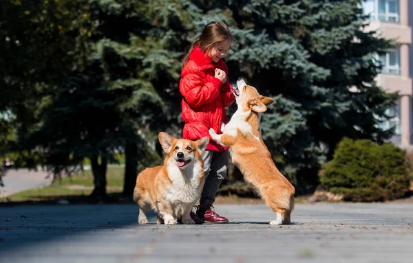 Kleines Mädchen Voller Wachstum Und Corgi Hund Freien — Stockfoto