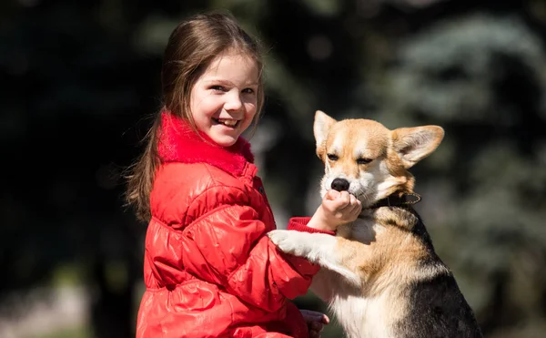 女の子は屋外でコーギー犬を抱きます — ストック写真