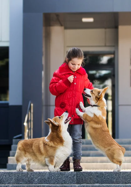 Baby Und Corgi Hund Gemeinsam Spazieren — Stockfoto