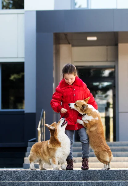 Szczęśliwy Dziewczyna Rodzina Corgi Pies Razem — Zdjęcie stockowe