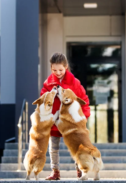 Dziecko Corgi Pies Razem Spacer — Zdjęcie stockowe