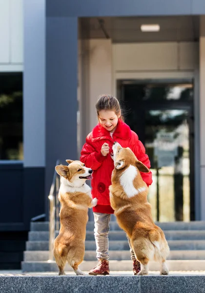 Lächelndes Baby Und Zwei Corgi Hunde Zusammen — Stockfoto