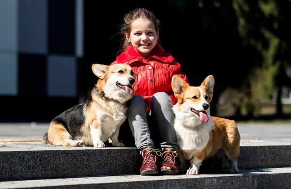 Dítě Corgi Pes Společně Procházku — Stock fotografie