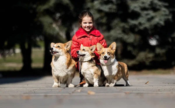 Menina Feliz Cão Corgi Família Juntos — Fotografia de Stock
