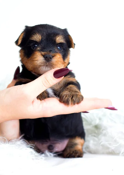 Küçük Şirin Bir Köpek Yavrusu Insan Elinde — Stok fotoğraf