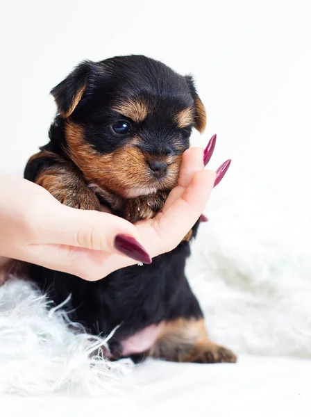 Küçük Sevimli Bir Köpek Yavrusu Insan Elinde Rahat Bir Şekilde — Stok fotoğraf