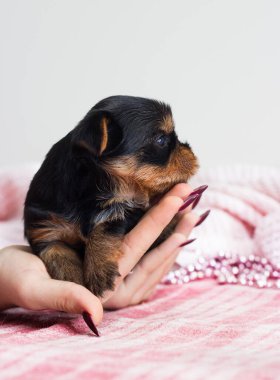 Küçük şirin köpek yavrusu Yorkshire Teriyeri elinde