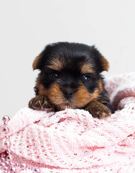 Little Cute Puppy Yorkshire Terrier Knitted Blanket — Stock Photo, Image