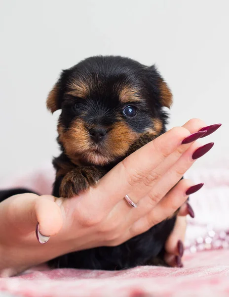 Szczeniak Yorkshire Terrier Ręku — Zdjęcie stockowe