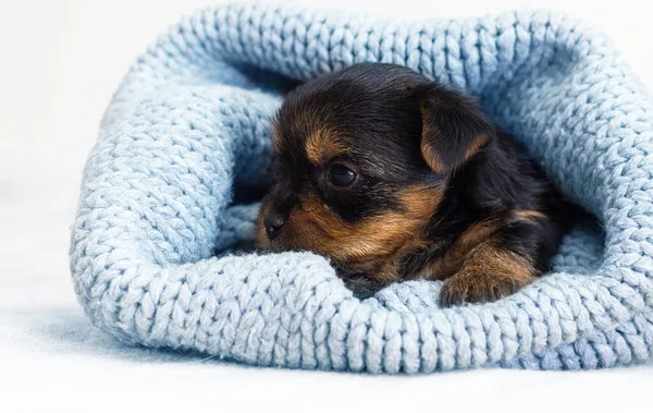 Pequeño Lindo Cachorro Una Manta Punto —  Fotos de Stock