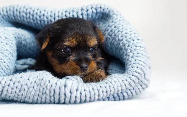 Kleiner Süßer Welpe Einer Strickdecke — Stockfoto