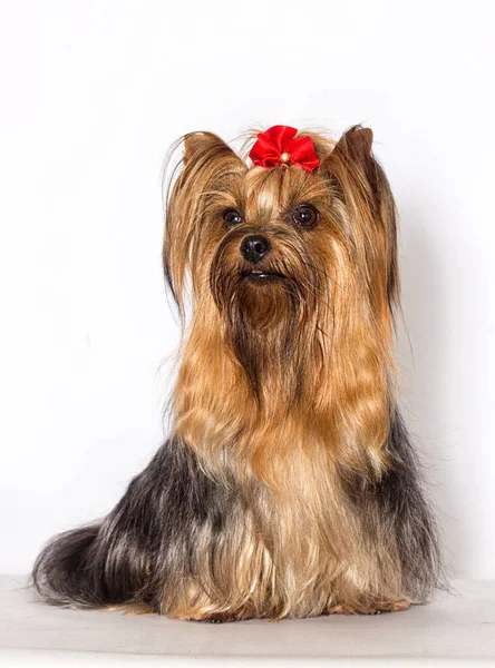 Yorkshire Terrier hairy dog sits and looks on a white background