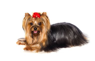 Yorkshire Terrier köpeği beyaz arka planda yatıyor