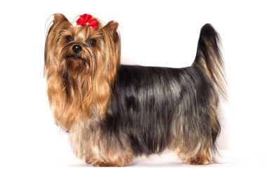 Yorkshire Terrier köpeği beyaz arka planda duruyor