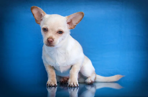 Beige Chihuahua Puppy Sitting Blue Background — Stock Photo, Image