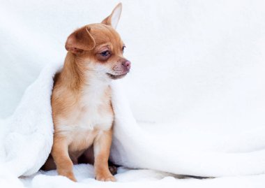 Kırmızı köpek yavrusu chihuahua beyaz kabarık bir battaniyeye oturur.