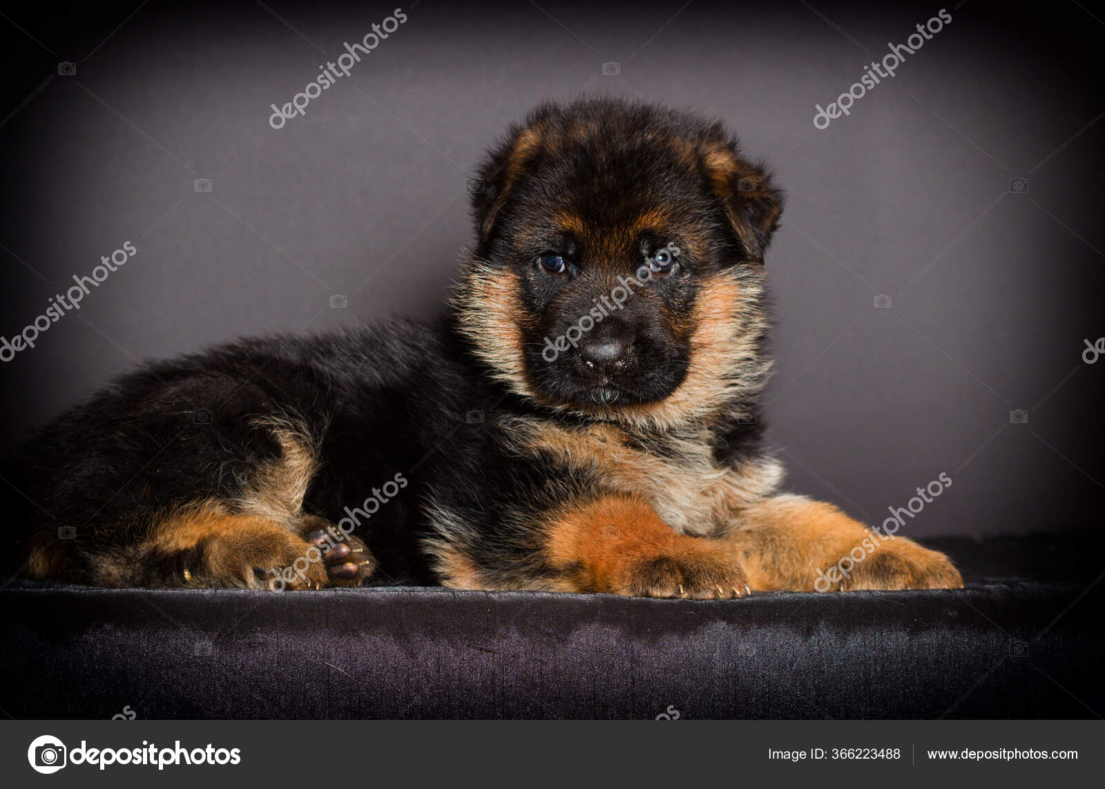 One month german shepherd puppy cheap