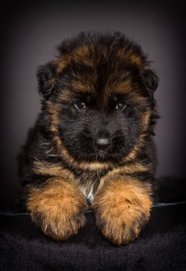 Uzun saçlı çoban köpeği, bir aylık.