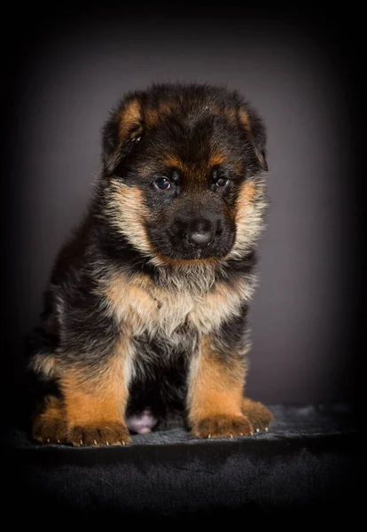 Chiot Berger Allemand Mois — Photo