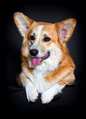 Kırmızı köpek görünümlü, Galli Corgi Pembroke