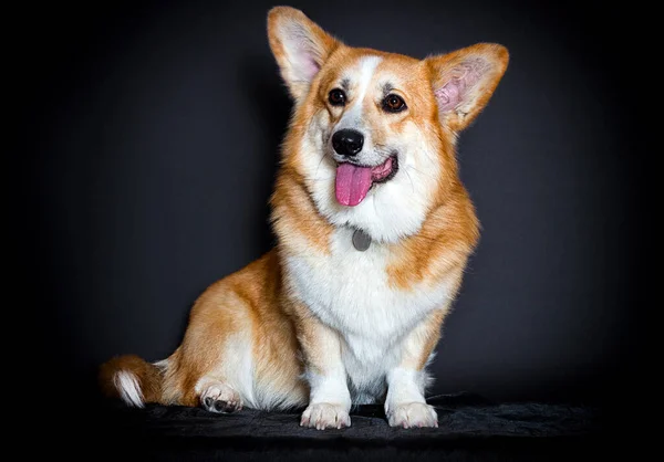 Czerwony Pies Patrząc Walijski Corgi Pembroke — Zdjęcie stockowe