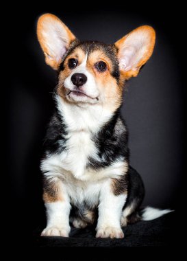 Köpek Galli Corgi Pembroke cinsine benziyor.
