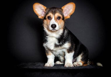Köpek Galli Corgi Pembroke cinsine benziyor.