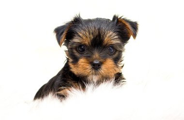 Şirin Yorkshire teriyer köpeği kabarık bir battaniyede