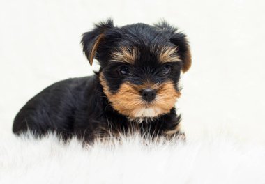 Yumuşak bir battaniyenin üzerindeki sevimli köpek yavrusu, Yorkshire Teriyeri