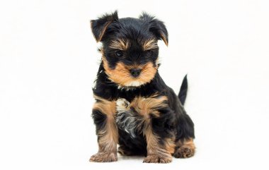 Şirin köpek Yorkshire Teriyeri 'ne benziyor.