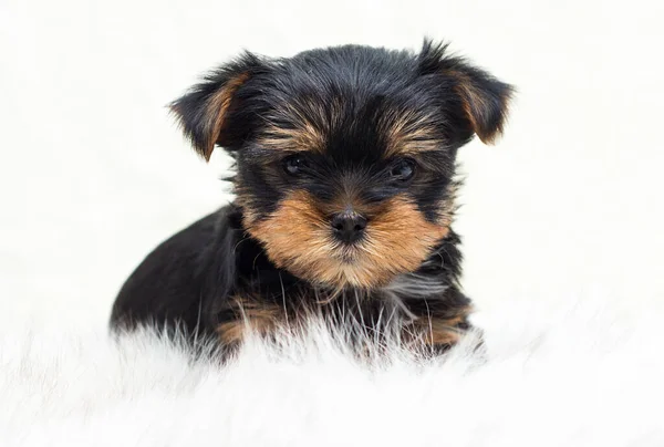 Şirin Yorkshire Teriyer Köpeği Kabarık Bir Battaniyede — Stok fotoğraf