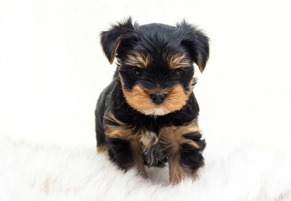 Cute Puppy Pada Selimut Berbulu Terrier Yorkshire — Stok Foto