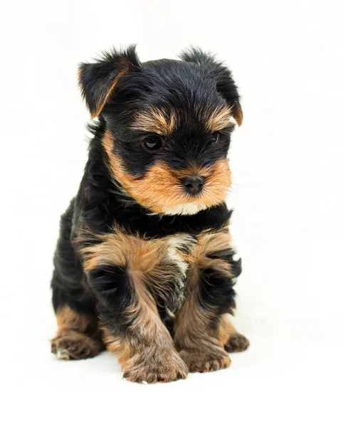 Şirin Yorkshire Teriyeri Köpek Yavrusu Görünümlü — Stok fotoğraf