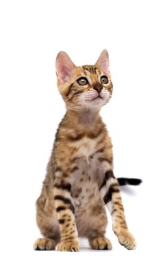 beyaz arkaplanda etkin kedi yavrusu