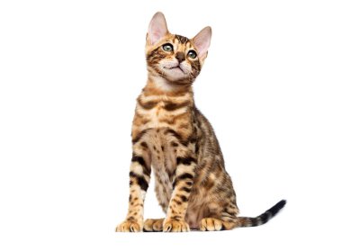 Bengal kedisi beyaz arka planda oturuyor