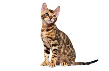 Bengal kedisi beyaz arka planda büyümekte.