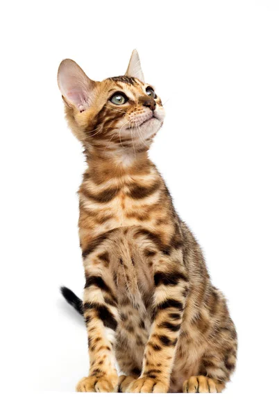 Bengal Cat Sitting Full Growth White Background — Stock Photo, Image