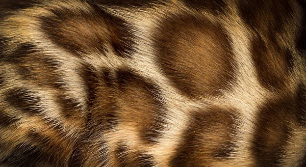 Tło Tekstura Plamista Wełna Bengalski Kot — Zdjęcie stockowe