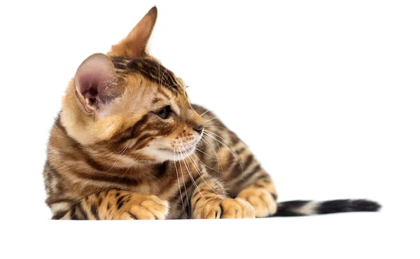 Bengal Katt Ligger Vit Bakgrund — Stockfoto