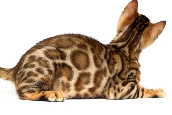 Bengal Katt Ligger Vit Bakgrund — Stockfoto