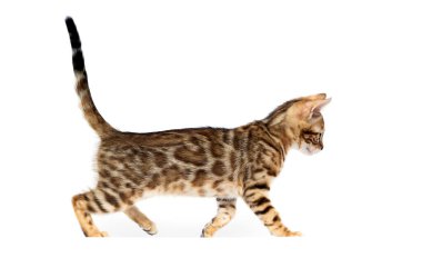 beyaz arka planda kedi avı