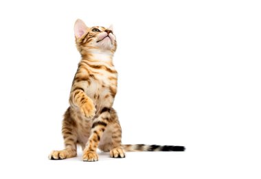 beyaz arka planda kedi avı