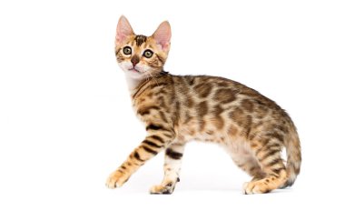 beyaz arka planda kedi avı