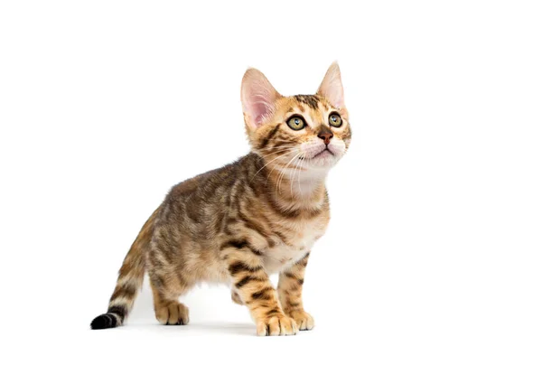 Cat Hunts White Background — Stock Photo, Image