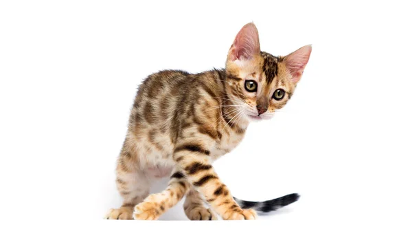 Cat Hunts White Background — Stock Photo, Image