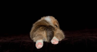 Küçük Galli Corgi yavrusu yalan söylüyor.